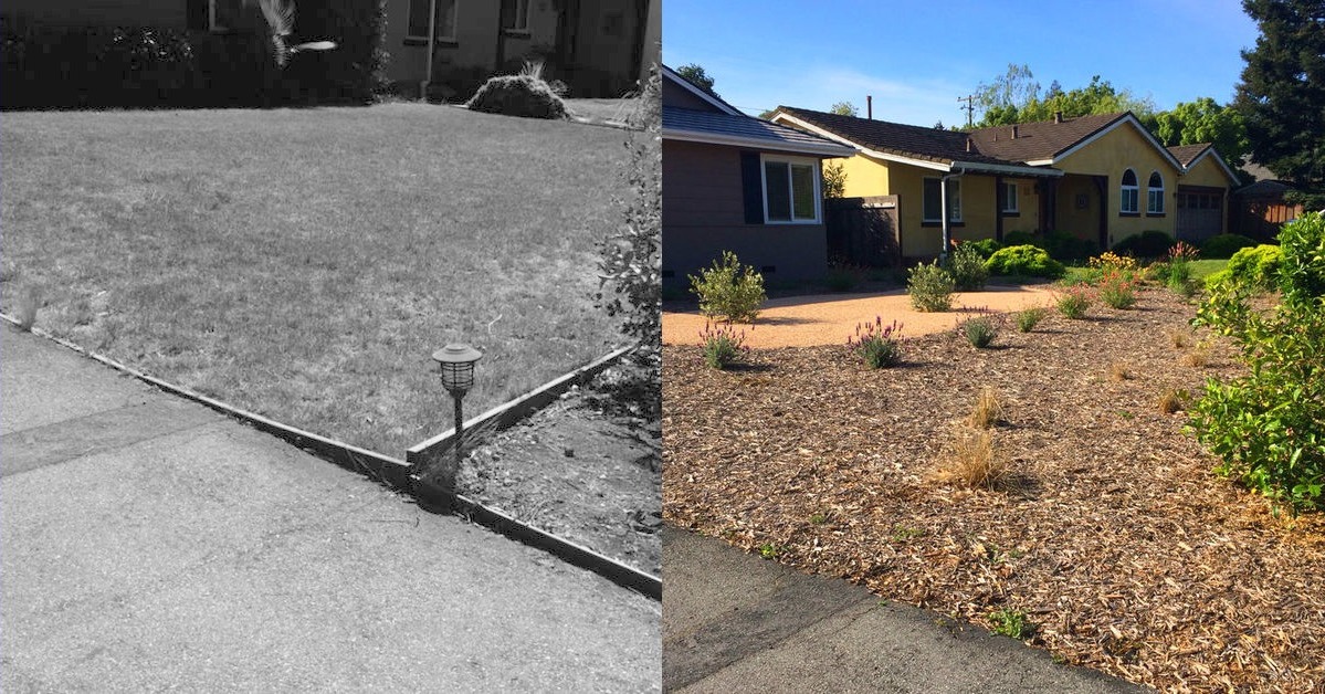 Before & After: Drought-Tolerant Front Yard Makeover - SnapTwice
